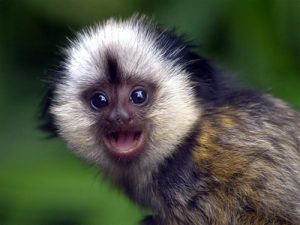 cute monkey