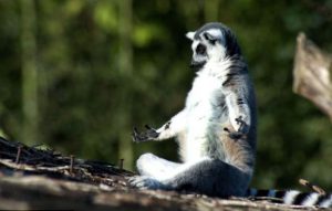 yoga-lemur-meditation